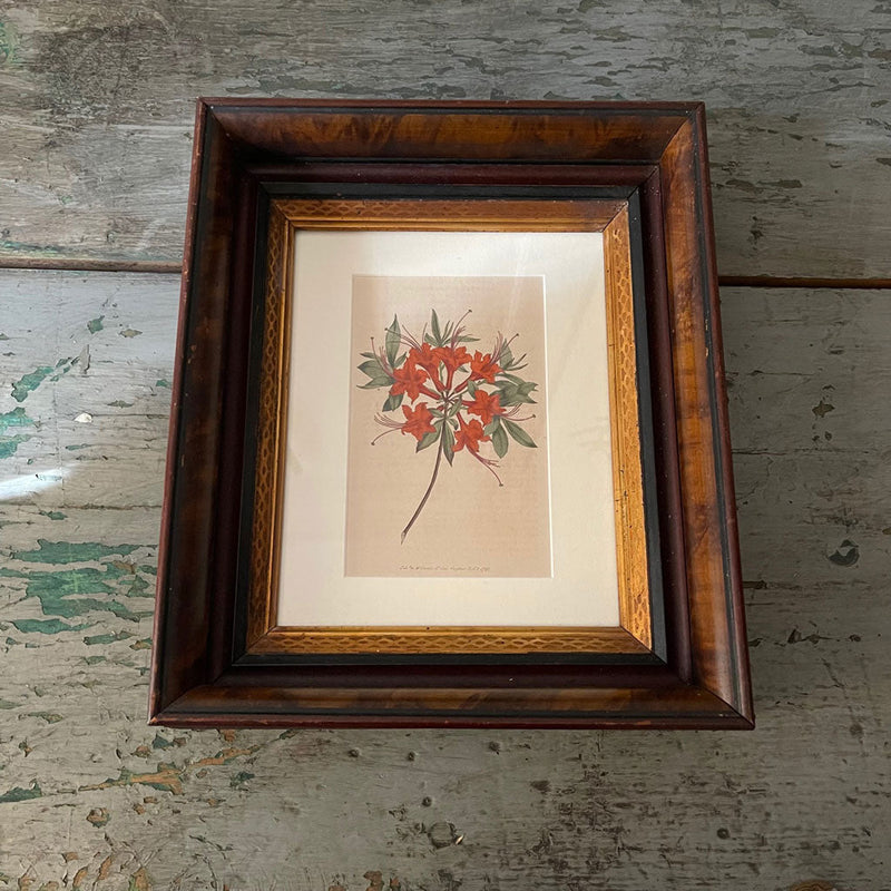 Vintage Botanical Print in Old Deep Decorative Frame