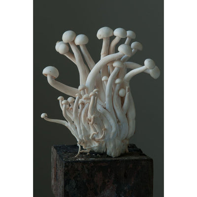 White Beech Oyster Mushroom 