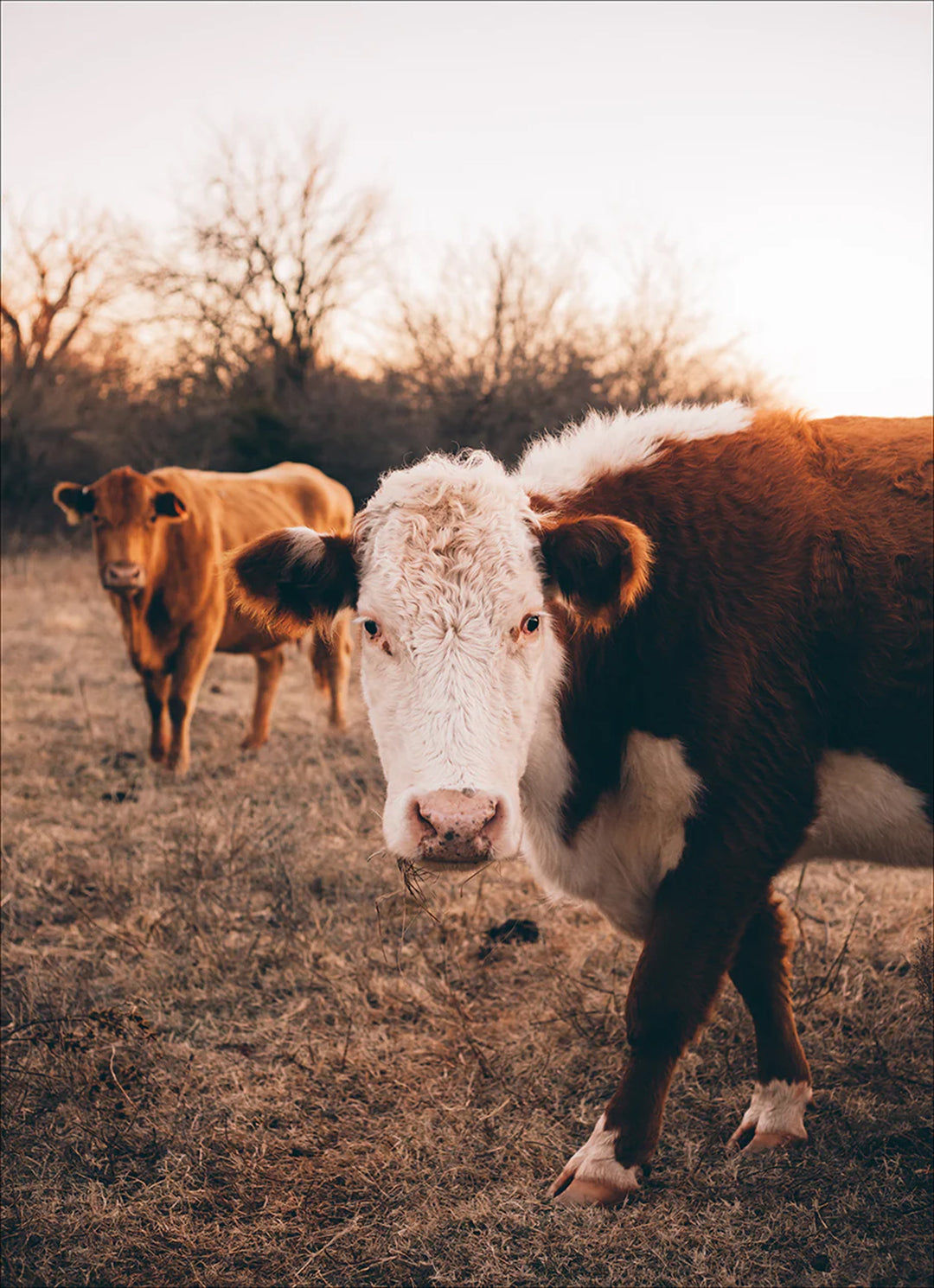 Rustic Ranch Cow III