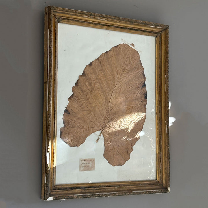 Antique Framed French Leaf "Alocacia Monstera"