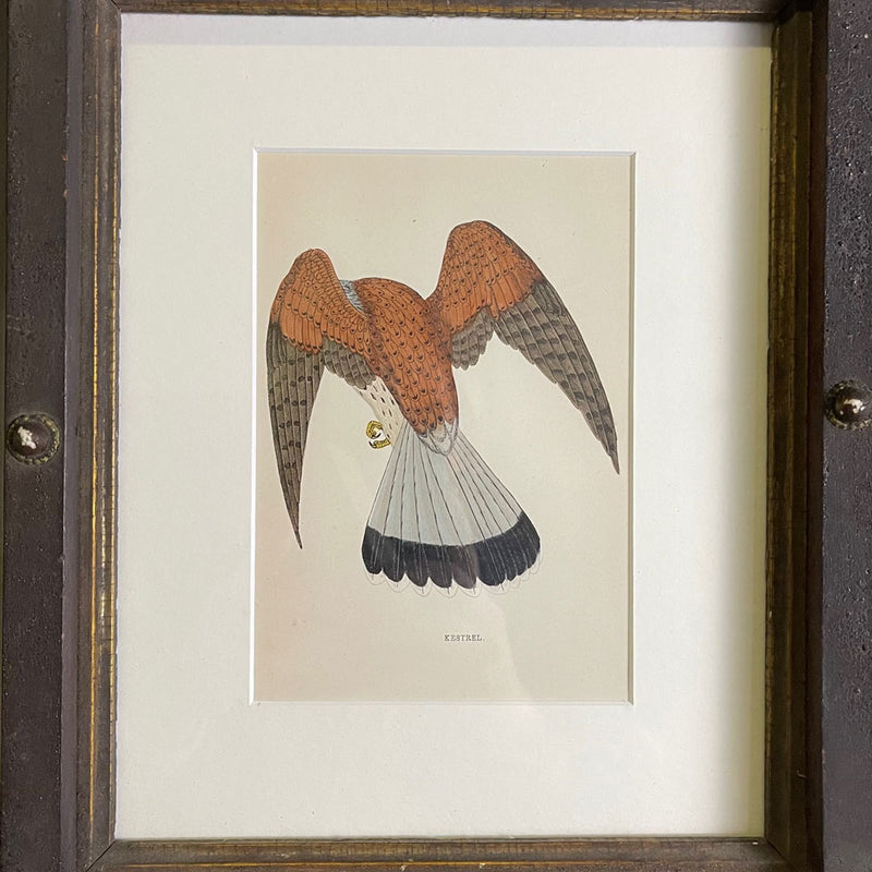 Vintage Hand Colored Kestrel Print In Hand Made  New York State Frame