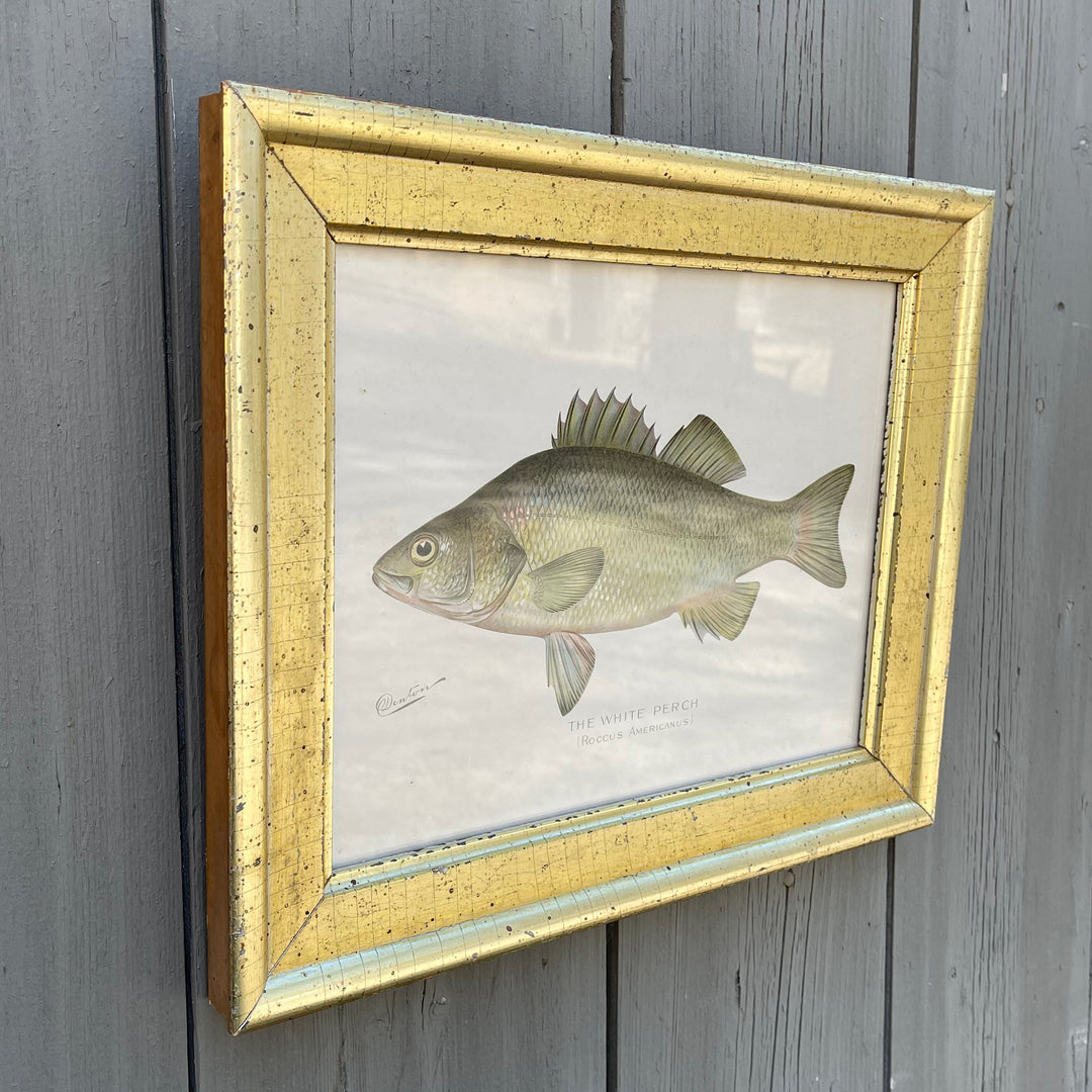 Vintage Denton Fish Lithograph - A