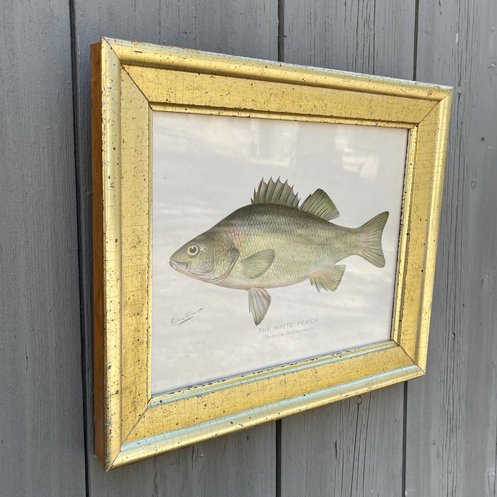 Vintage Denton Fish Lithograph - A