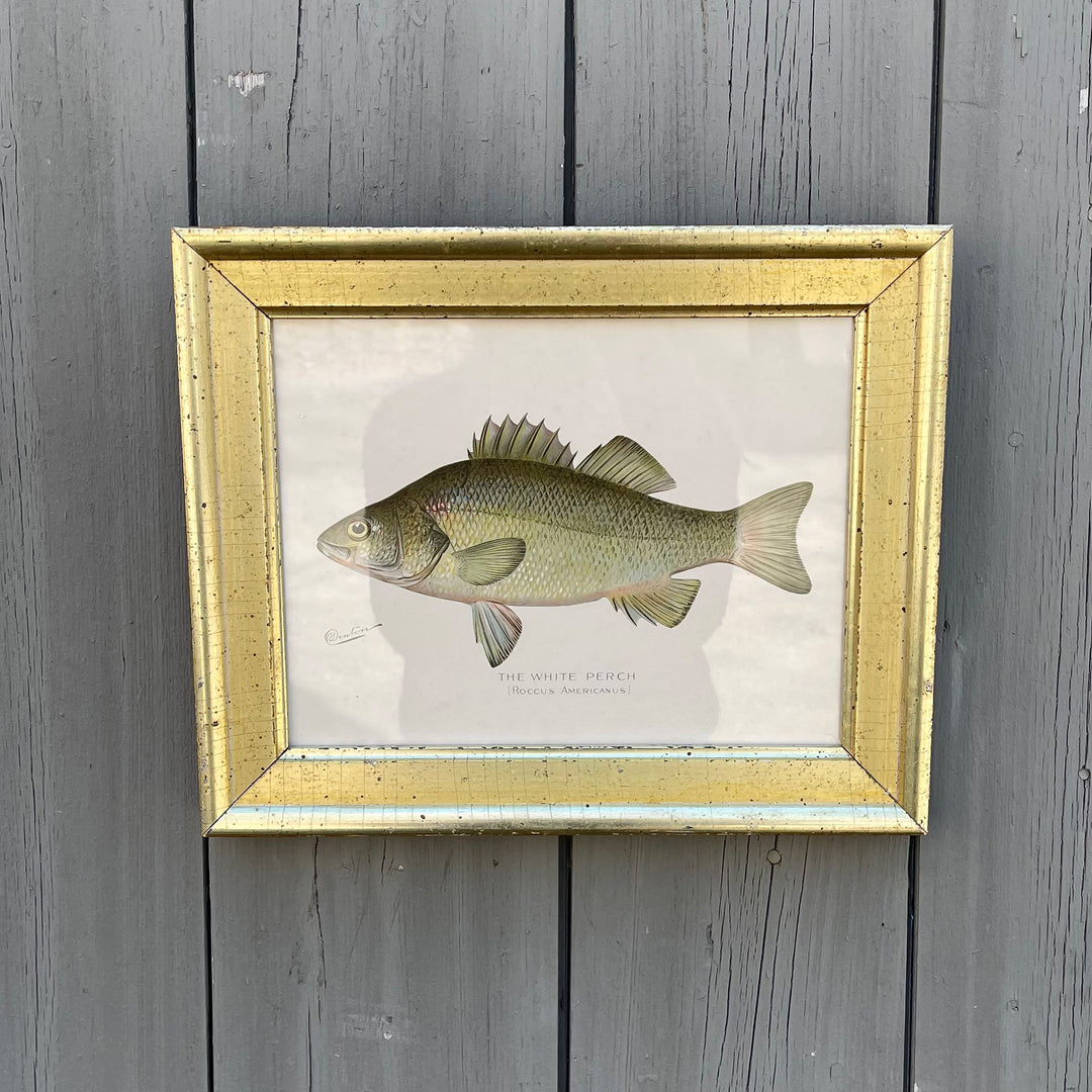 Vintage Denton Fish Lithograph - A