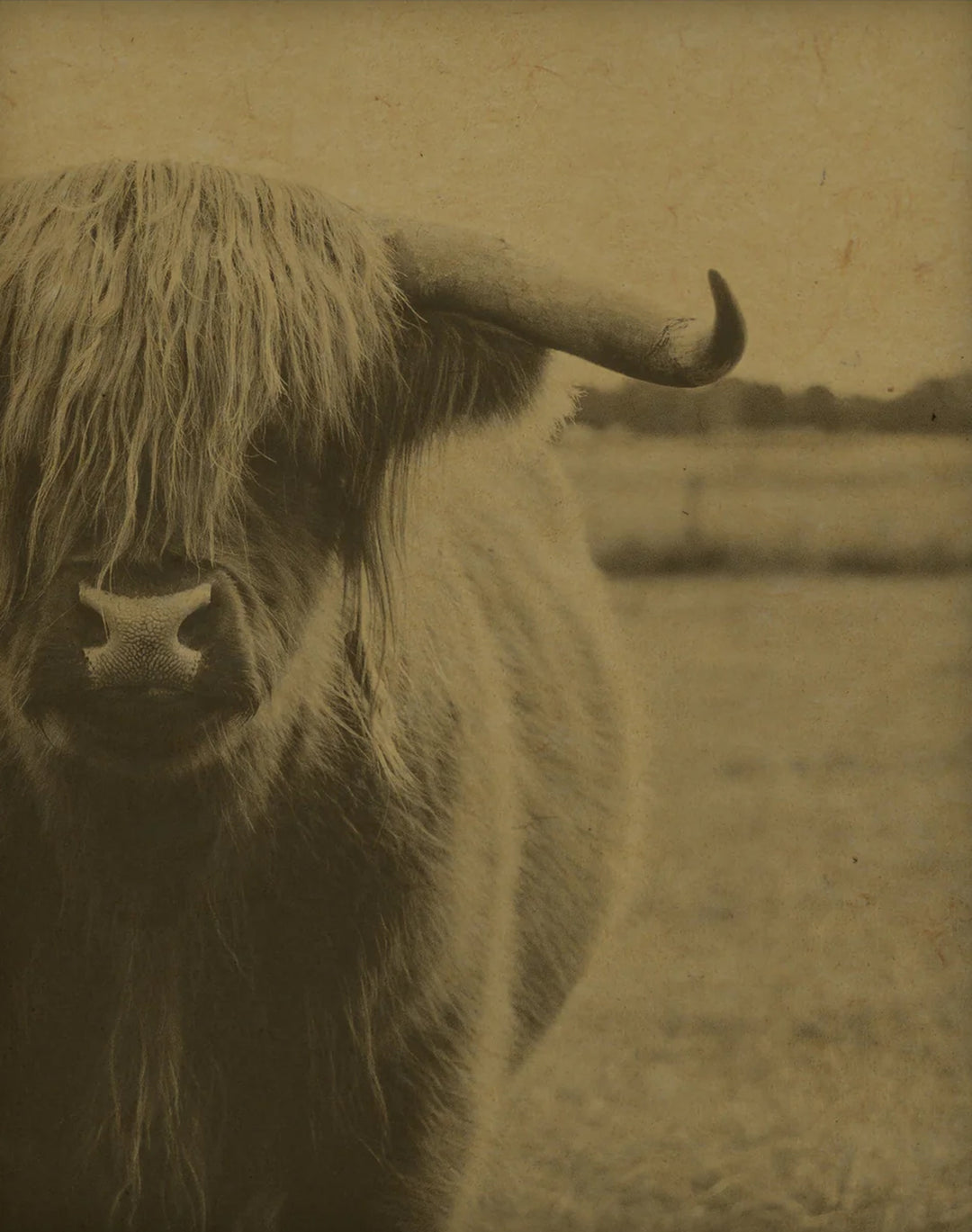 Highland Cow Cropped