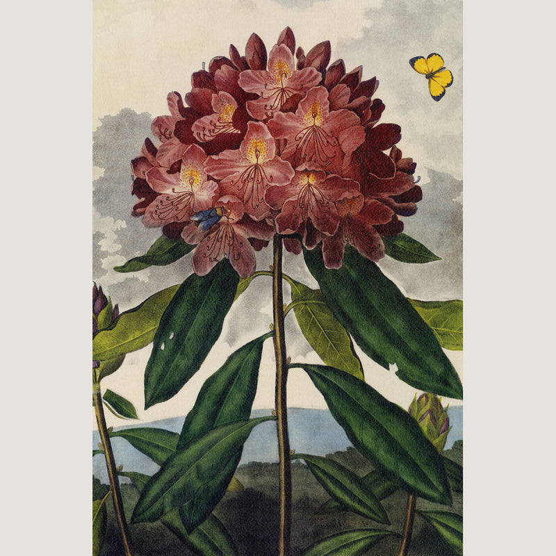 Temple of Flora Framed Print (24x36)