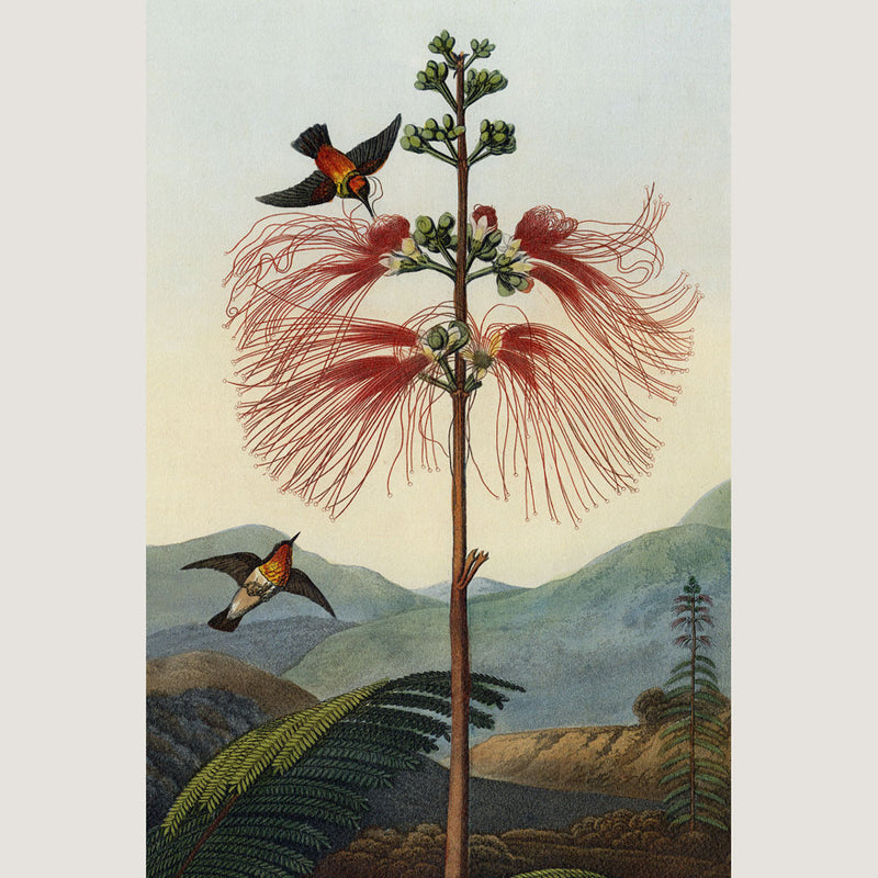 Flora Framed Print (24x36)