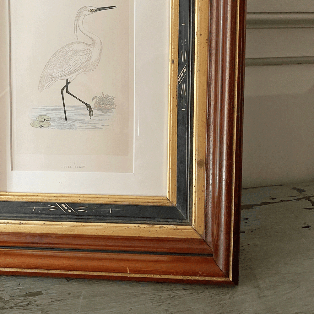 Vintage Egret Print in Old Decorative Frame