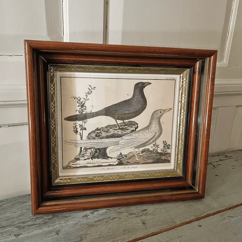 Vintage Print of Two Birds in Old Decorative Frame