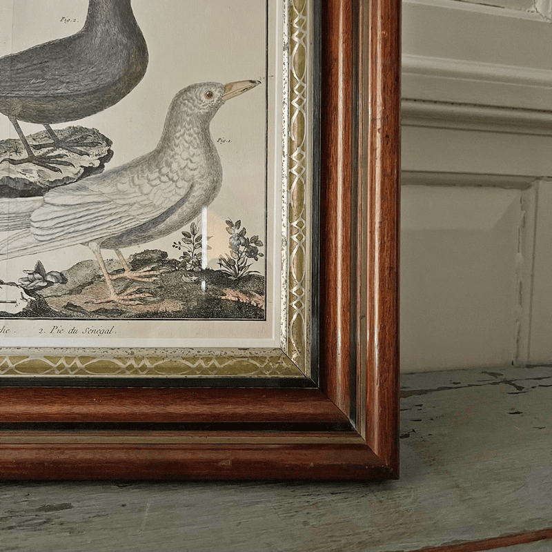 Vintage Print of Two Birds in Old Decorative Frame
