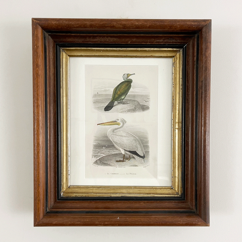 Antique Bird Print in Vintage Frame  (Pelican)