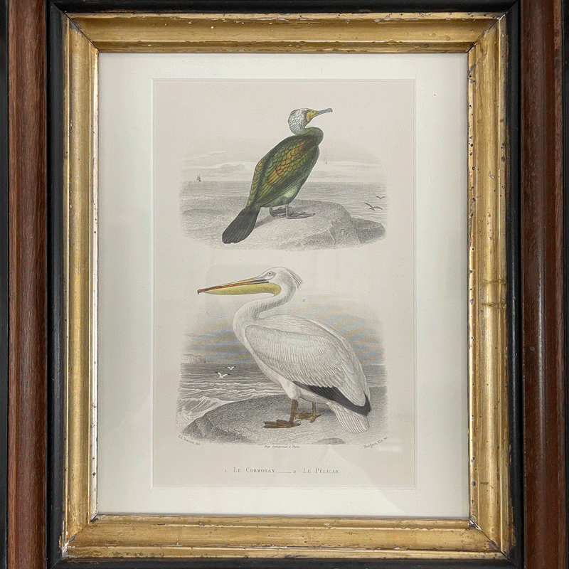 Antique Bird Print in Vintage Frame  (Pelican)