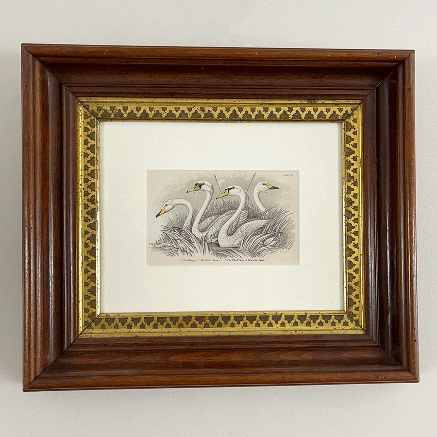 Antique Bird Print in Vintage Frame (Swans)