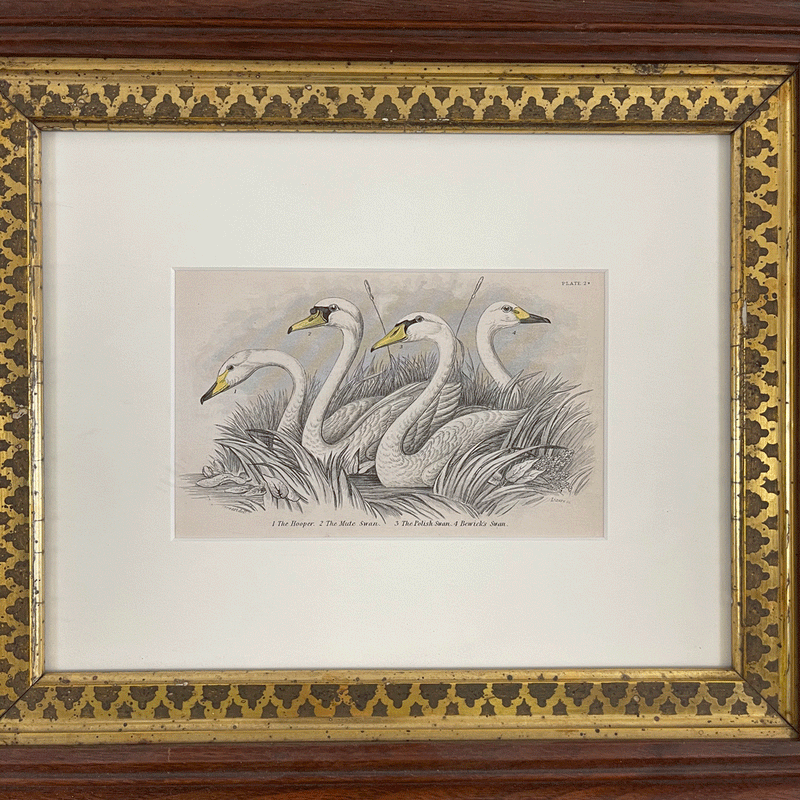 Antique Bird Print in Vintage Frame (Swans)